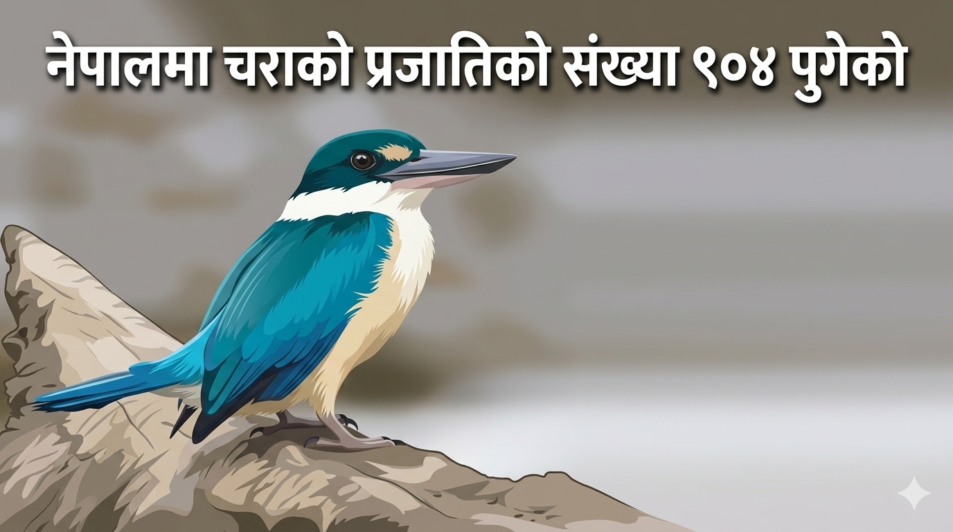 The number of bird species in Nepal has reached 904.
