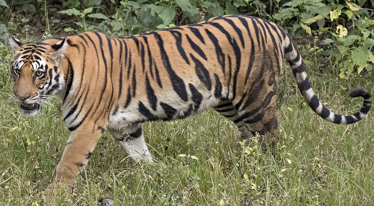 World's Tiger Day